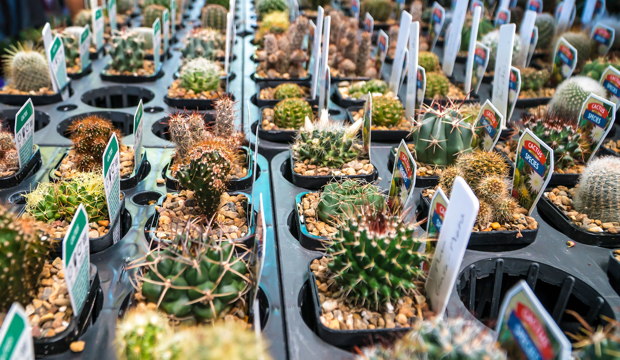 Cactus plants on sale at QGE