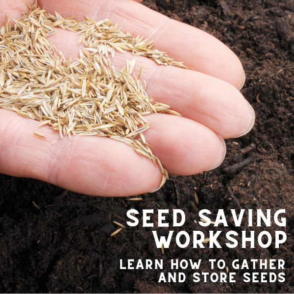 Seed Saving Workshops